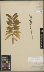 Foto von Salix purpurea L.